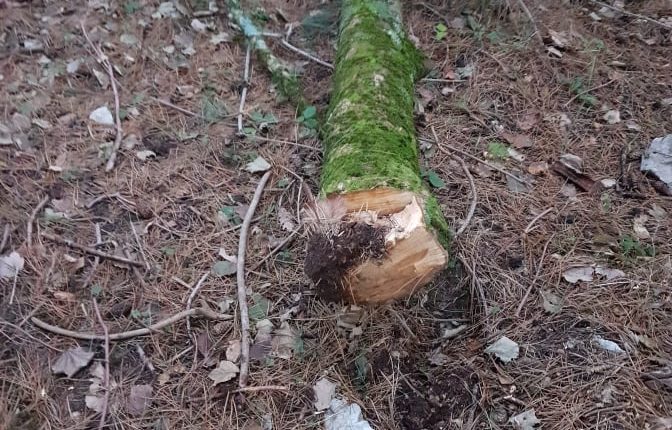 Laceno-Chianizzi-Dicembre-2019-taglio-abusivo-legname-1