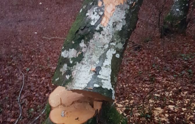 Laceno-Colle-della-Molella-Dicembre-2019-taglio-abusivo-legname-1